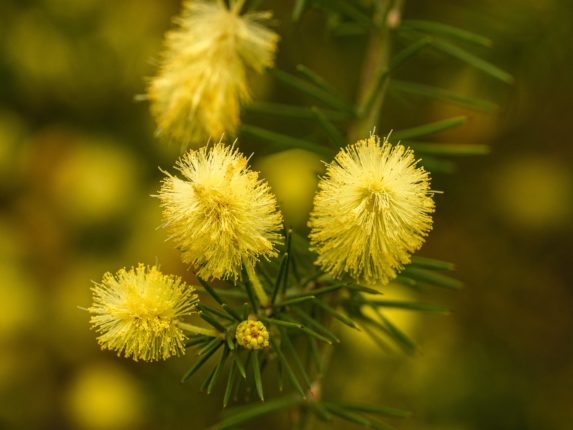 Mimose, alcuni boccioli gialli